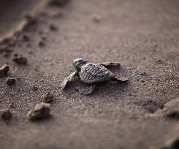 sea-turtle-gb9a1001b3_1920